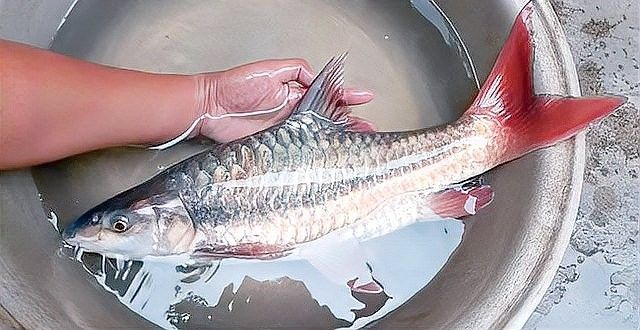 瀾滄江龍魚有哪些品種（瀾滄江龍魚品種詳解：瀾滄江龍魚的品種繁多）