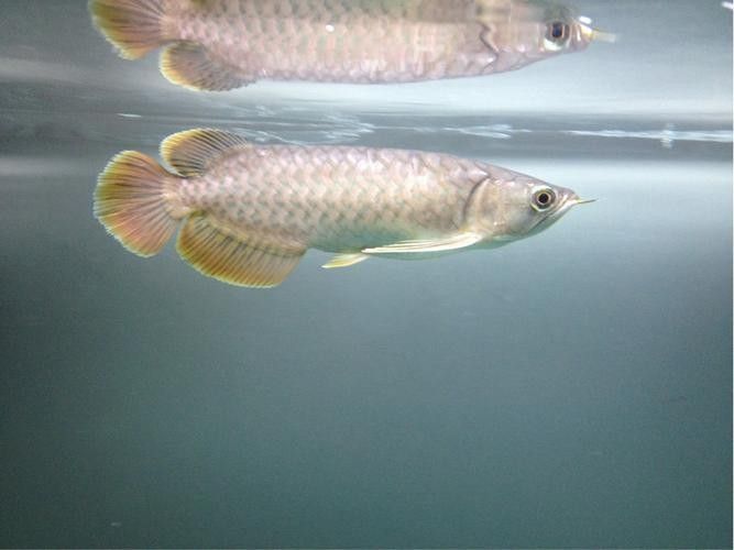黃尾龍魚有哪些品種（黃尾龍魚與其他龍魚品種如何區(qū)分黃尾龍魚與其他龍魚品種）