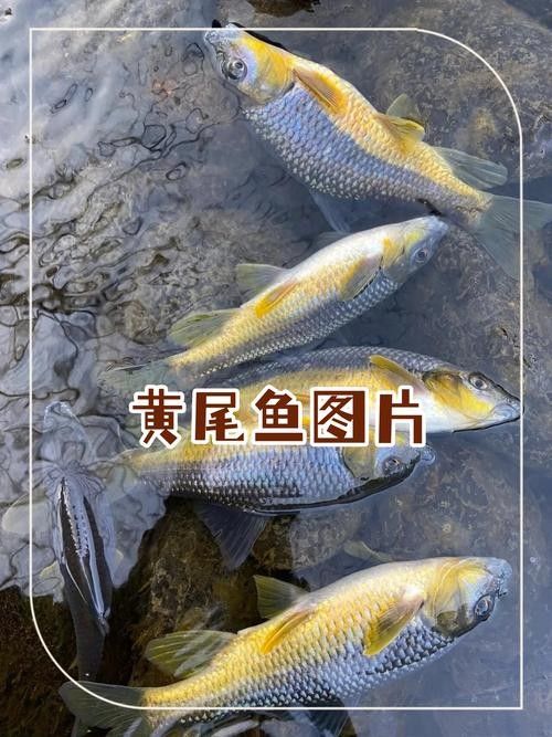 黃尾龍魚有哪些品種（黃尾龍魚與其他龍魚品種如何區(qū)分黃尾龍魚與其他龍魚品種）