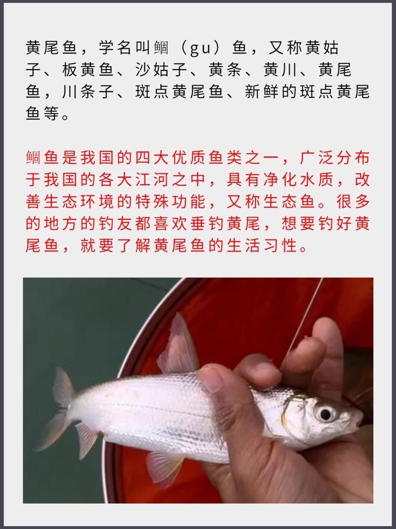 黃尾龍魚有哪些品種（黃尾龍魚與其他龍魚品種如何區(qū)分黃尾龍魚與其他龍魚品種）