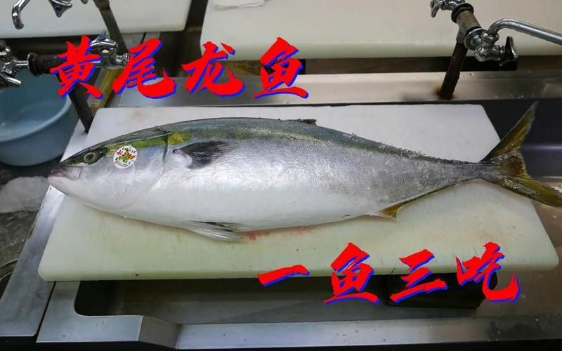 黃尾龍魚有哪些品種（黃尾龍魚與其他龍魚品種如何區(qū)分黃尾龍魚與其他龍魚品種）