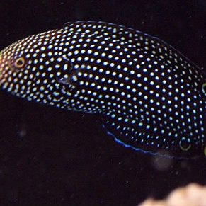 黃尾龍魚有哪些品種（黃尾龍魚與其他龍魚品種如何區(qū)分黃尾龍魚與其他龍魚品種）