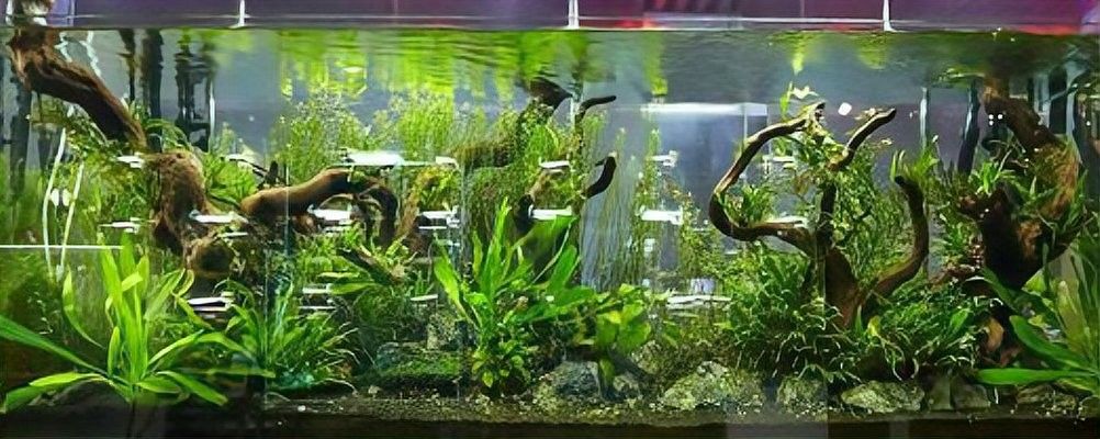 龍魚死亡后需要全缸換水嗎（魚死亡后需要全缸換水嗎魚缸換水的正確方法大揭秘）