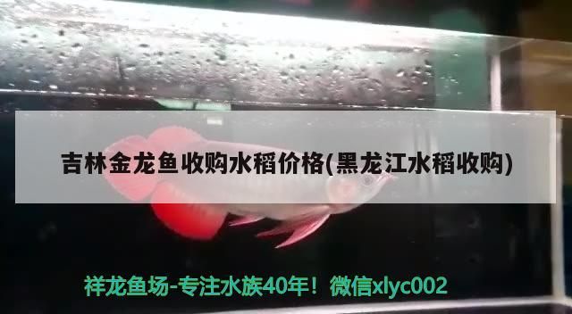 吉林金龍魚收購水稻價格(黑龍江水稻收購)（吉林金龍魚收購水稻價格）