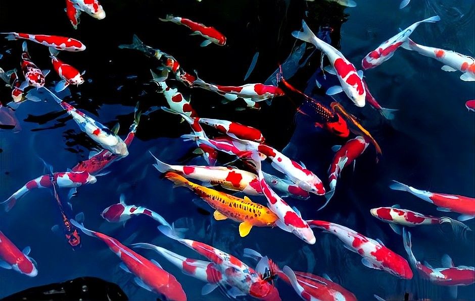 開光后龍頭魚掛件有哪些禁忌（開光后的龍頭魚掛件有哪些禁忌需要注意以下要點）