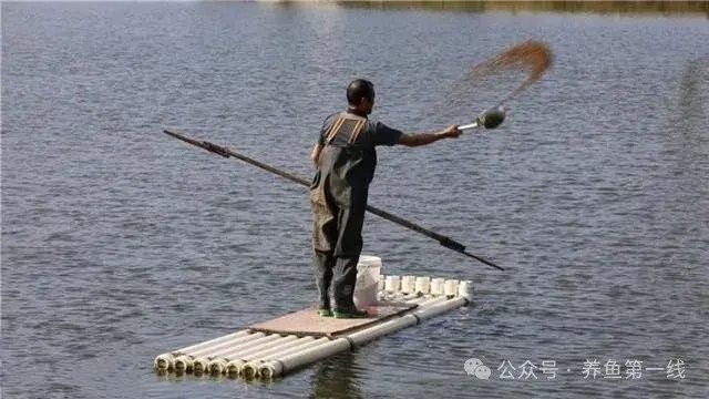 如何給火背雷龍魚苗消毒？（背雷龍的消毒方法）