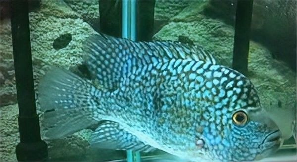 德州豹魚混養(yǎng)需要哪些躲避物？（德州豹魚混養(yǎng)所需的躲避物）
