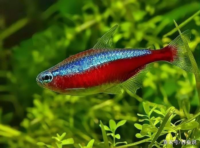 德州豹魚混養(yǎng)需要哪些躲避物？（德州豹魚混養(yǎng)所需的躲避物）