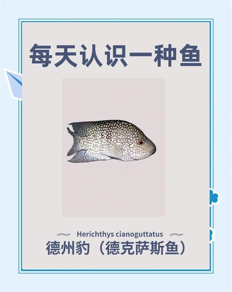 德州豹魚混養(yǎng)需要哪些躲避物？（德州豹魚混養(yǎng)所需的躲避物）