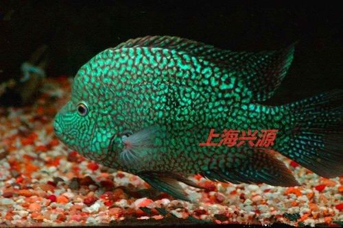 德州豹魚混養(yǎng)需要哪些躲避物？（德州豹魚混養(yǎng)所需的躲避物）