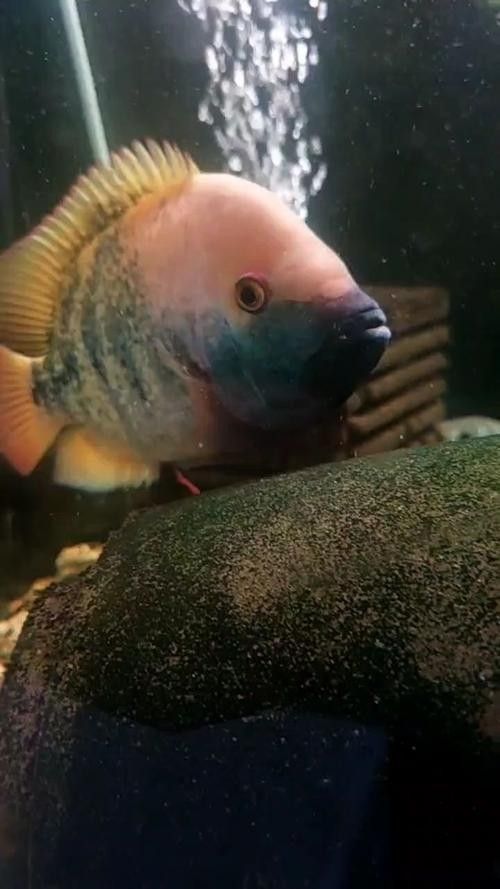 德州豹魚混養(yǎng)需要哪些躲避物？（德州豹魚混養(yǎng)所需的躲避物）