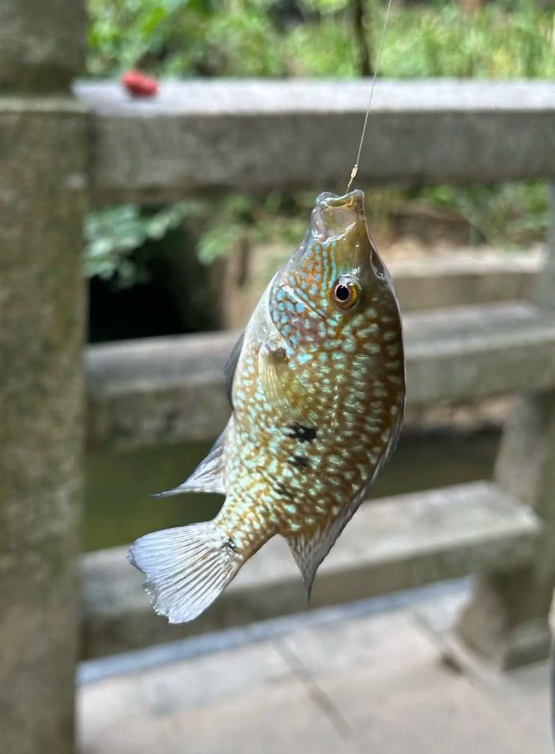 德州豹魚混養(yǎng)需要哪些躲避物？（德州豹魚混養(yǎng)所需的躲避物）