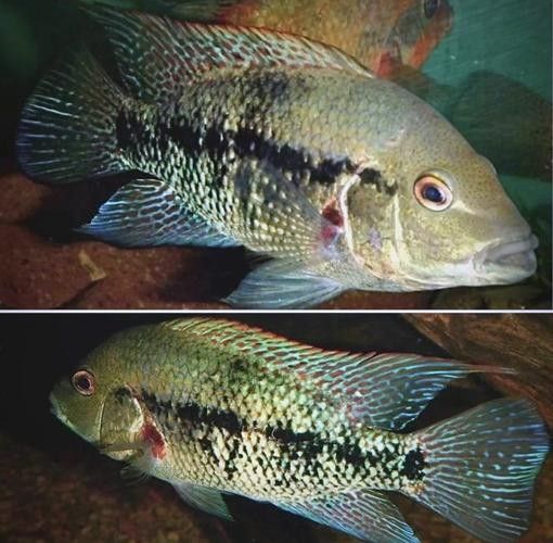 德州豹魚混養(yǎng)需要哪些躲避物？（德州豹魚混養(yǎng)所需的躲避物）