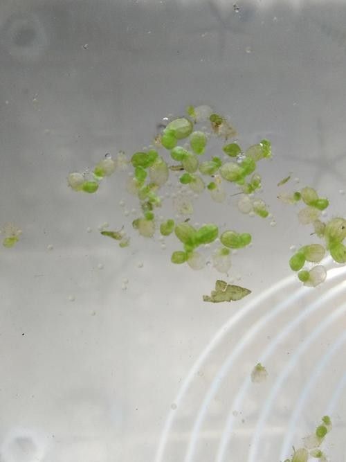 給我一些麗江龍魚卵的圖片（麗江龍魚卵）