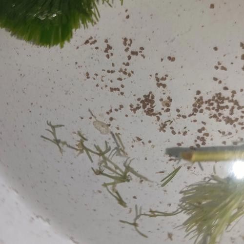 給我一些麗江龍魚卵的圖片（麗江龍魚卵）