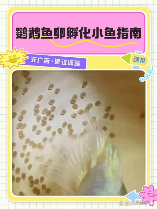 給我一些麗江龍魚卵的圖片（麗江龍魚卵）