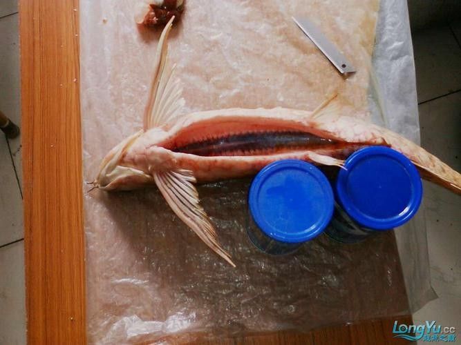 給我一些麗江龍魚卵的圖片（麗江龍魚卵）