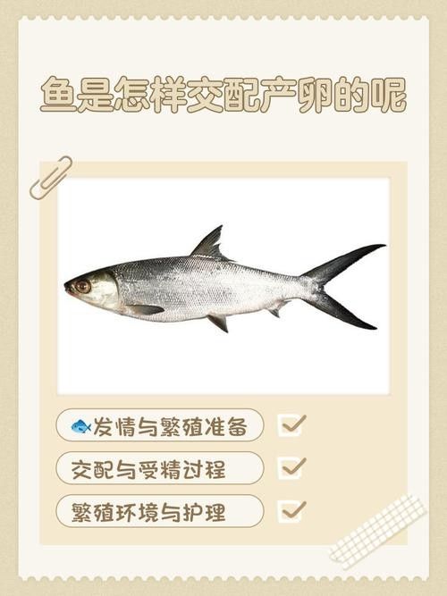 給我一些麗江龍魚卵的圖片（麗江龍魚卵）