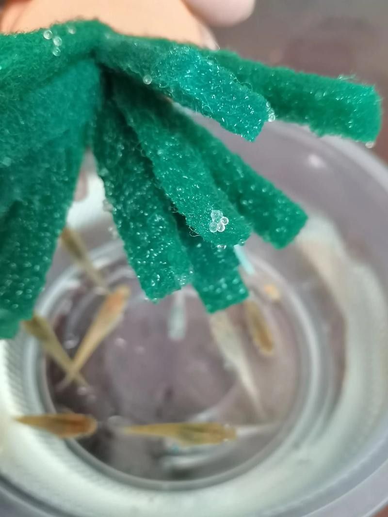 給我一些麗江龍魚卵的圖片（麗江龍魚卵）