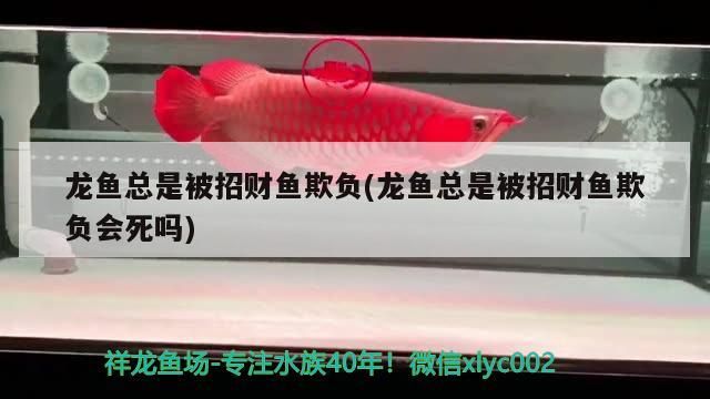 龍魚總是被招財魚欺負(龍魚總是被招財魚欺負會死嗎)