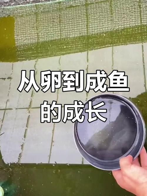 給我一些麗江龍魚卵的圖片（麗江龍魚卵）