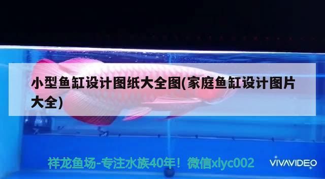 雁塔哪個水族館龍魚好？祥龍魚場龍魚（北京雁塔區(qū)哪個水族館的龍魚表現(xiàn)最為出色，通過綜合比較） 雁塔哪個水族館龍魚好？祥龍魚場龍魚（北京雁塔區(qū)哪個水族館的龍魚表現(xiàn)最為出色，通過綜合比較） 龍魚百科 第2張