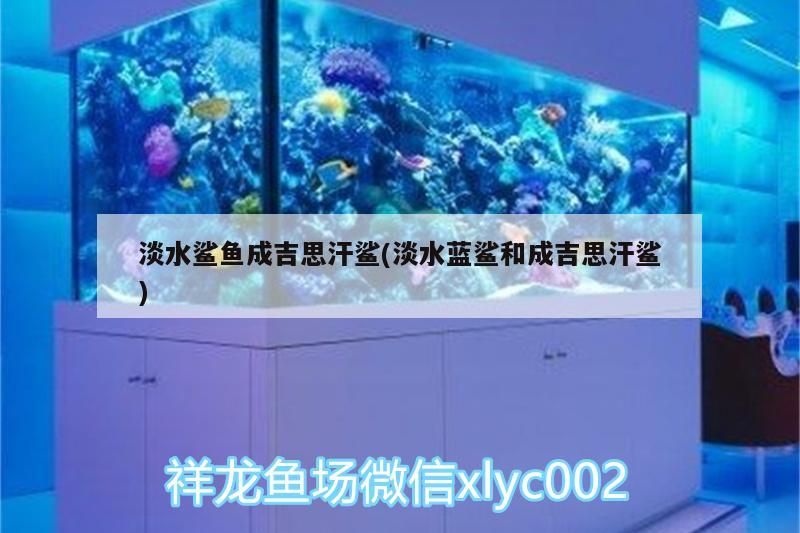 淡水鯊魚成吉思汗鯊(淡水藍鯊和成吉思汗鯊)（成吉思汗鯊養殖方法）