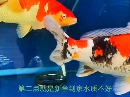 龍魚維他命多久見效？（抖音海洋水族用品展開龍魚維他命使用過量怎么辦）