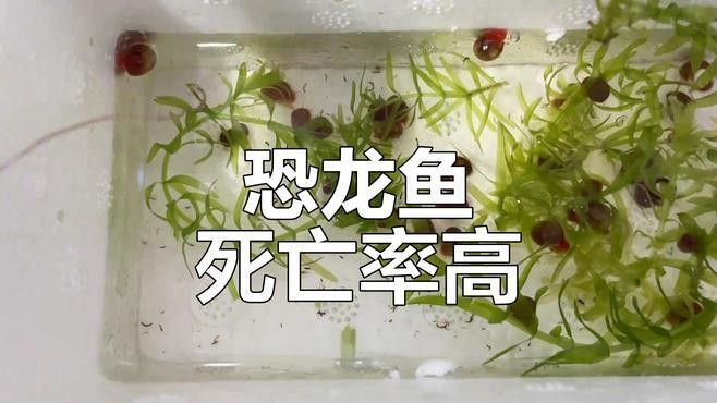 六角恐龍魚(yú)放生后能生存嗎？（六角恐龍魚(yú)放生后存活率低且危害生態(tài)應(yīng)嚴(yán)格避免此類(lèi)行為）