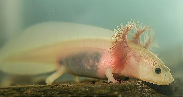 六角恐龍魚(yú)放生后能生存嗎？（六角恐龍魚(yú)放生后存活率低且危害生態(tài)應(yīng)嚴(yán)格避免此類(lèi)行為）