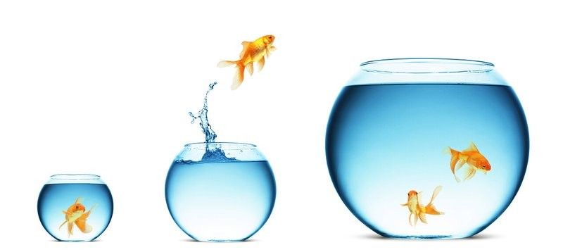 金龍魚群在水族館中的照片（金龍魚群在水族館中的照片展示了一群色彩斑斕的金龍魚）