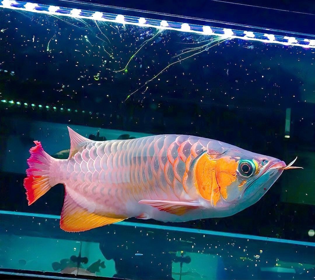 純血紅龍魚的投資價值（世界上最貴的魚,500萬一條血的紅龍魚為何成拍賣焦點星光點點）