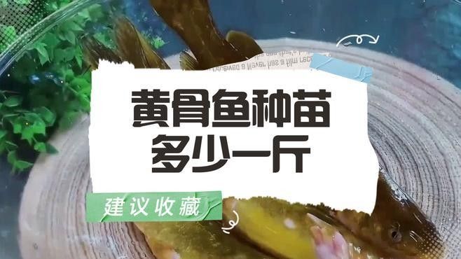 中國魚苗批發最大市場（中國最大的魚苗批發市場）
