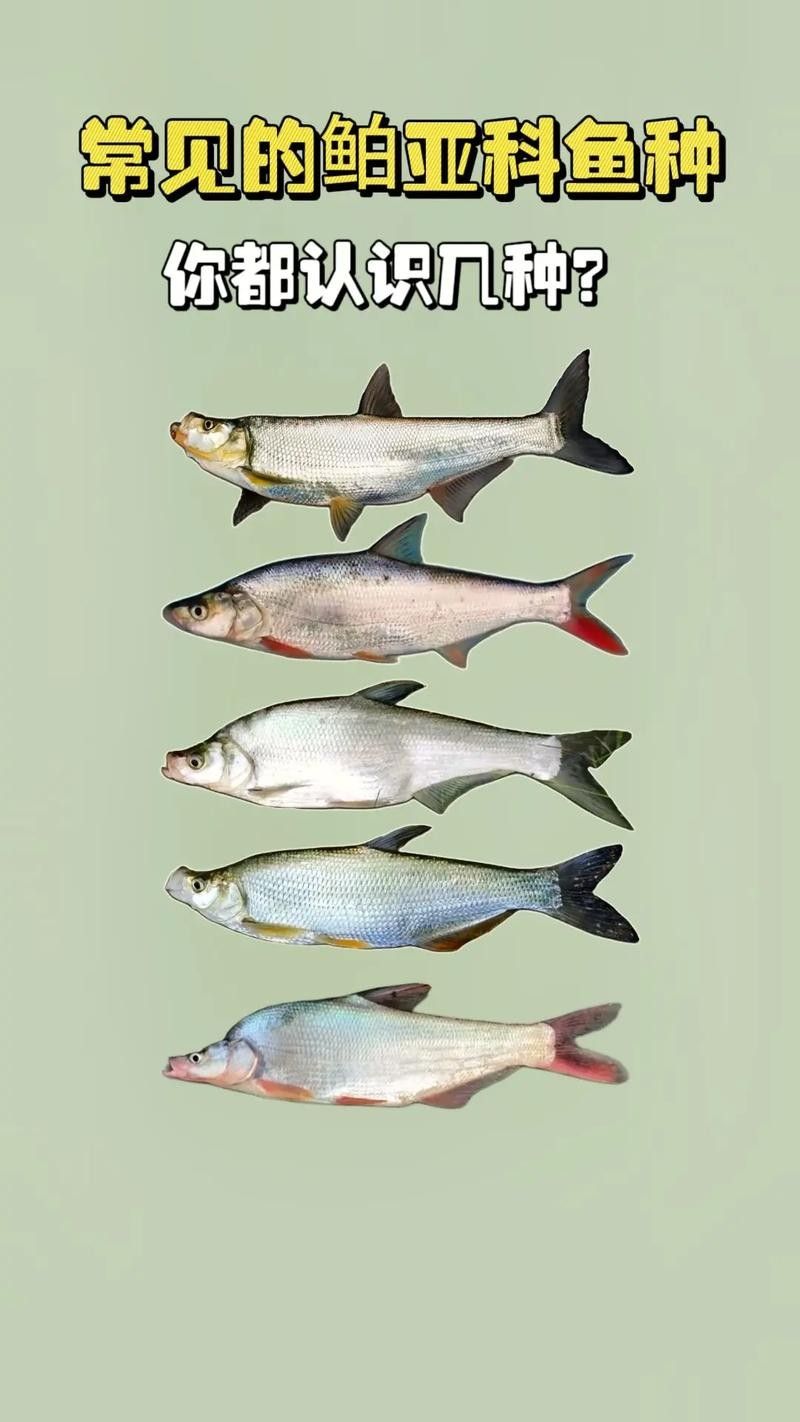 能提供翹嘴魚和金龍魚的具體圖片嗎（翹嘴魚和金龍魚的區(qū)別）