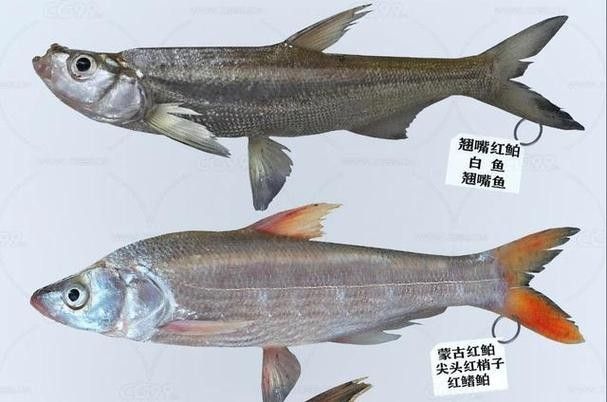 能提供翹嘴魚和金龍魚的具體圖片嗎（翹嘴魚和金龍魚的區(qū)別）