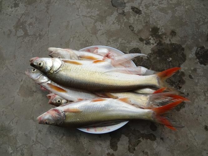 能提供翹嘴魚和金龍魚的具體圖片嗎（翹嘴魚和金龍魚的區(qū)別）
