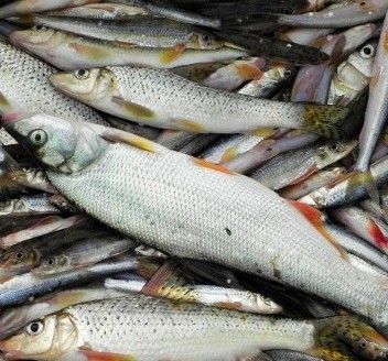 能提供翹嘴魚和金龍魚的具體圖片嗎（翹嘴魚和金龍魚的區(qū)別）