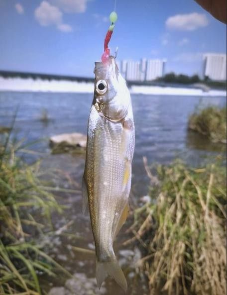 能提供翹嘴魚和金龍魚的具體圖片嗎（翹嘴魚和金龍魚的區(qū)別）