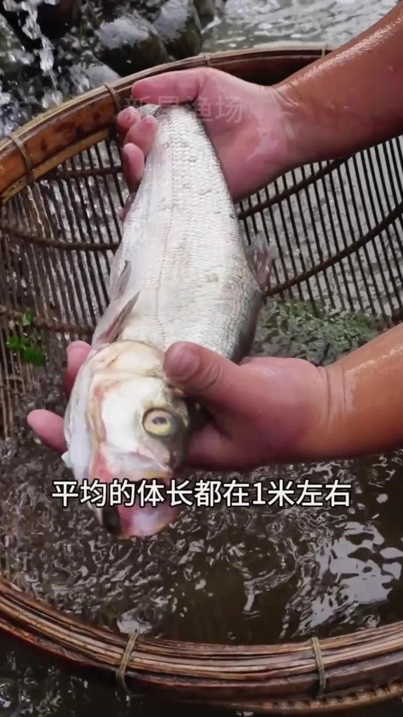 能提供翹嘴魚和金龍魚的具體圖片嗎（翹嘴魚和金龍魚的區(qū)別）
