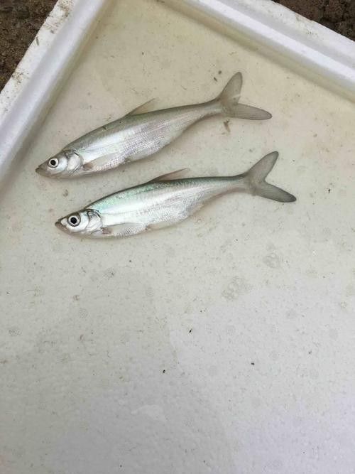 能提供翹嘴魚和金龍魚的具體圖片嗎（翹嘴魚和金龍魚的區(qū)別）