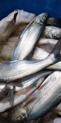 能提供翹嘴魚和金龍魚的具體圖片嗎（翹嘴魚和金龍魚的區(qū)別）