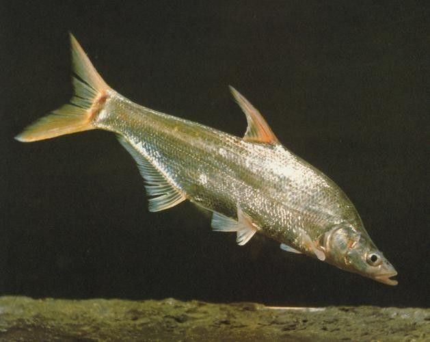 能提供翹嘴魚和金龍魚的具體圖片嗎（翹嘴魚和金龍魚的區(qū)別）