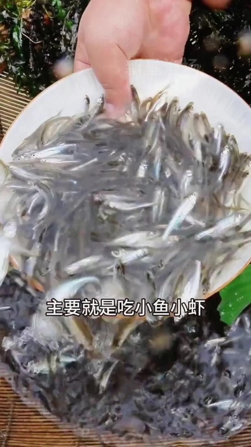 能提供翹嘴魚和金龍魚的具體圖片嗎（翹嘴魚和金龍魚的區(qū)別）