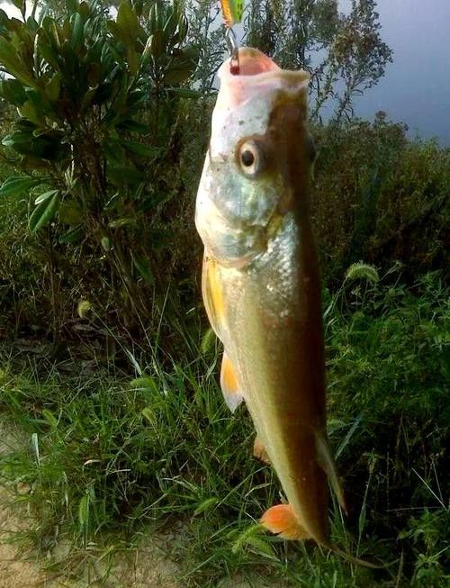 能提供翹嘴魚和金龍魚的具體圖片嗎（翹嘴魚和金龍魚的區(qū)別）