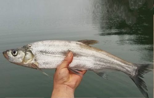 能提供翹嘴魚和金龍魚的具體圖片嗎（翹嘴魚和金龍魚的區(qū)別）