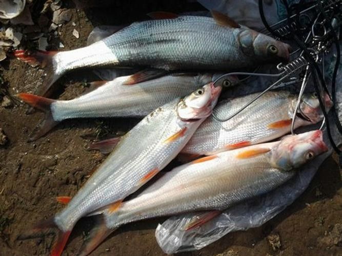 能提供翹嘴魚和金龍魚的具體圖片嗎（翹嘴魚和金龍魚的區(qū)別）