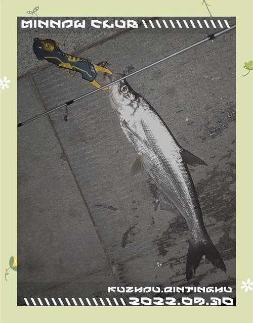 能提供翹嘴魚和金龍魚的具體圖片嗎（翹嘴魚和金龍魚的區(qū)別）