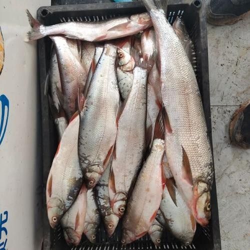 能提供翹嘴魚和金龍魚的具體圖片嗎（翹嘴魚和金龍魚的區(qū)別）