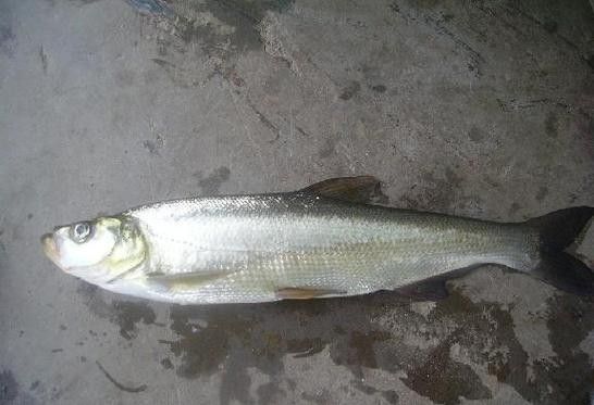 能提供翹嘴魚和金龍魚的具體圖片嗎（翹嘴魚和金龍魚的區(qū)別）