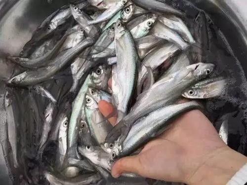 能提供翹嘴魚和金龍魚的具體圖片嗎（翹嘴魚和金龍魚的區(qū)別）